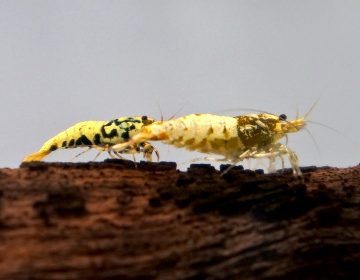 Yellow Boa Caridina Shrimp