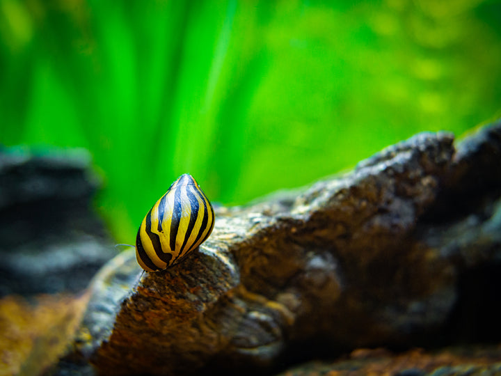Zebra Nerite Snail