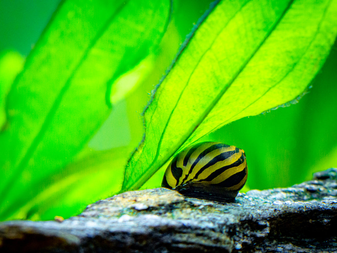 Zebra Nerite Snail