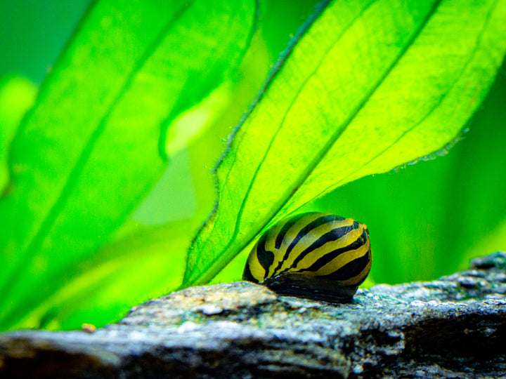 Zebra Nerite Snail