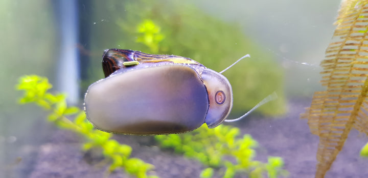 Zebra Nerite Snail