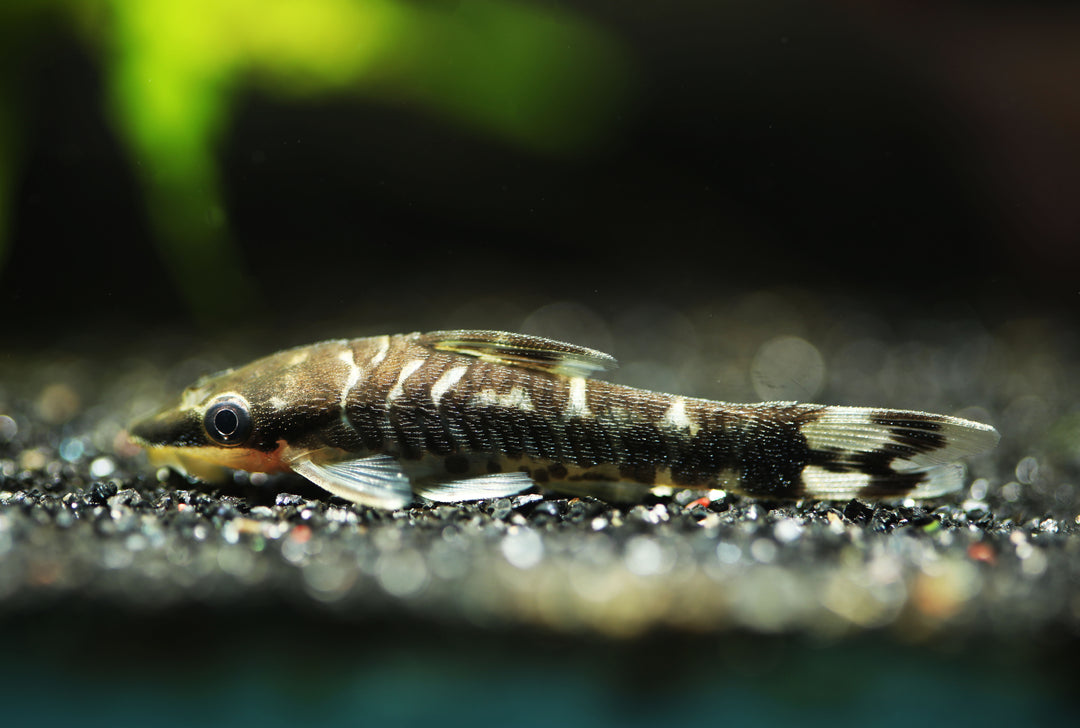 Zebra Otocinclus