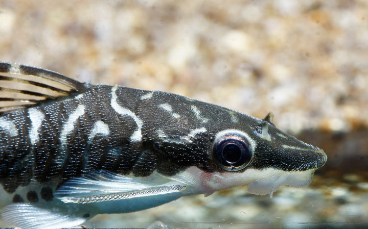 Zebra Otocinclus