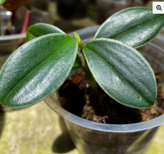 Zingiber sp. Green