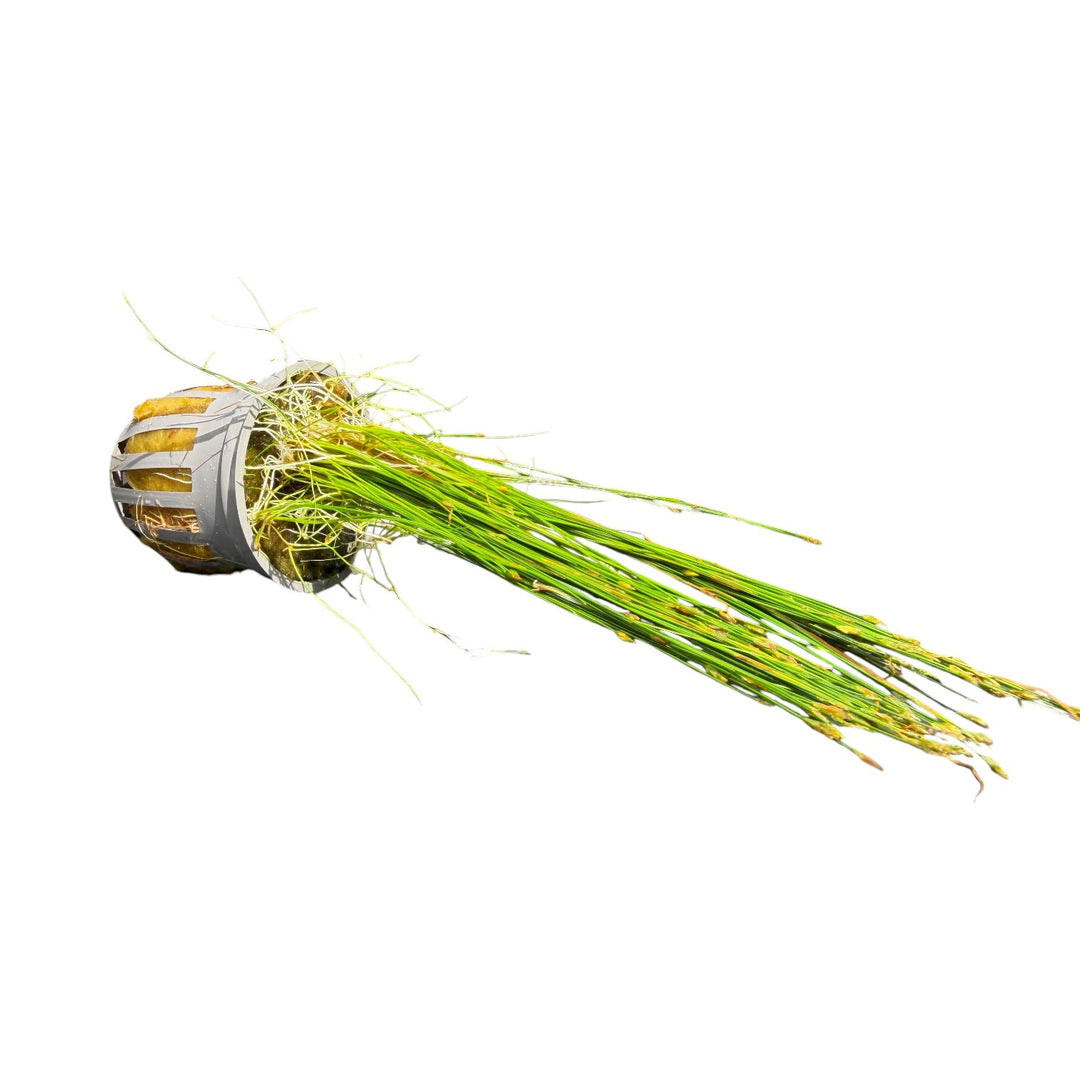 Dwarf Hairgrass (parvula)