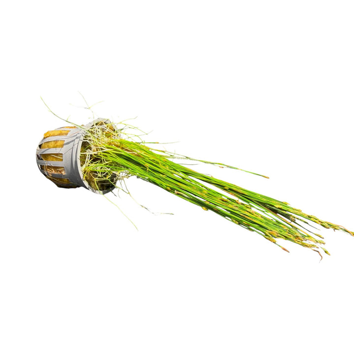 Dwarf Hairgrass (parvula)