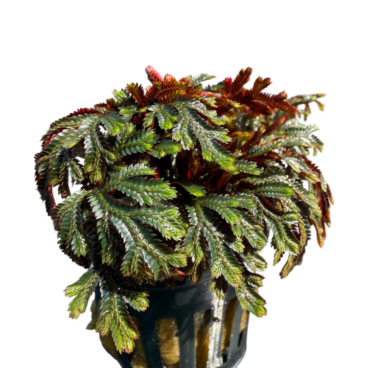 Ruby Red Club Moss