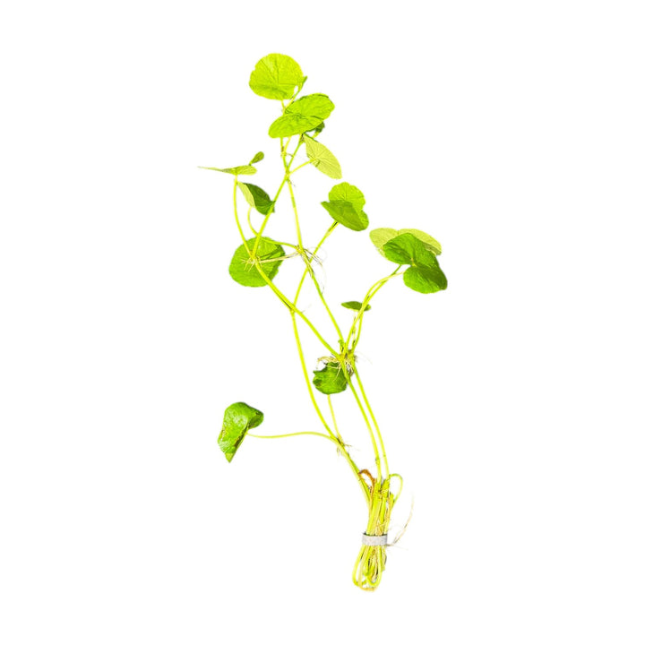 Pennywort Brazilian