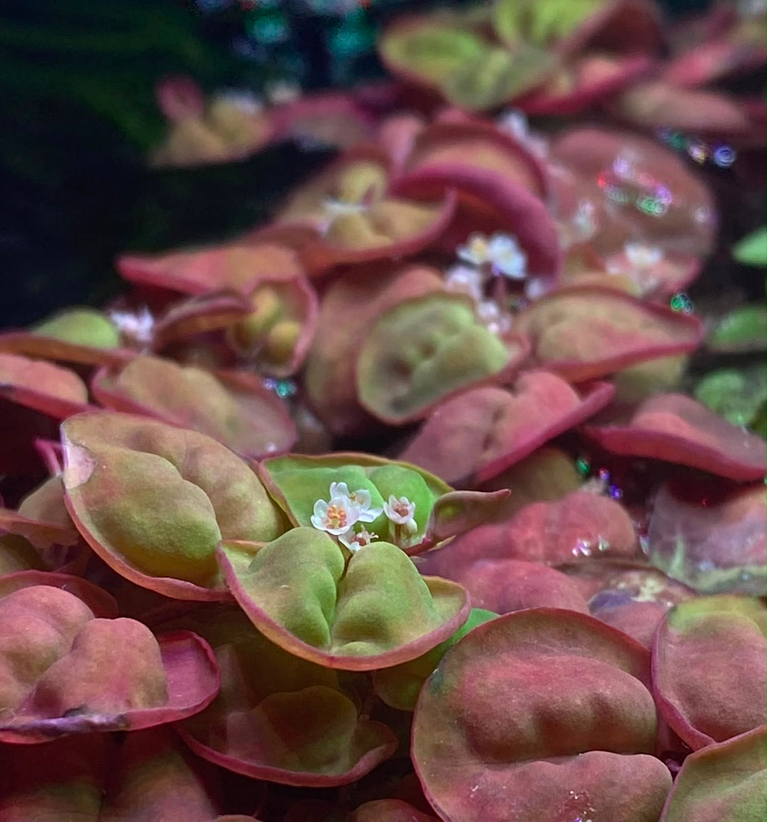 Red Root Floaters