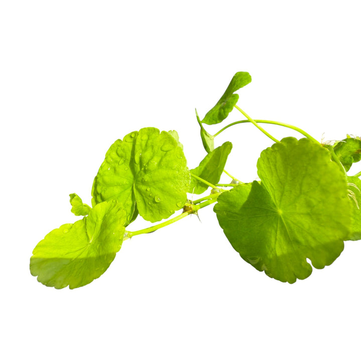 Pennywort Brazilian