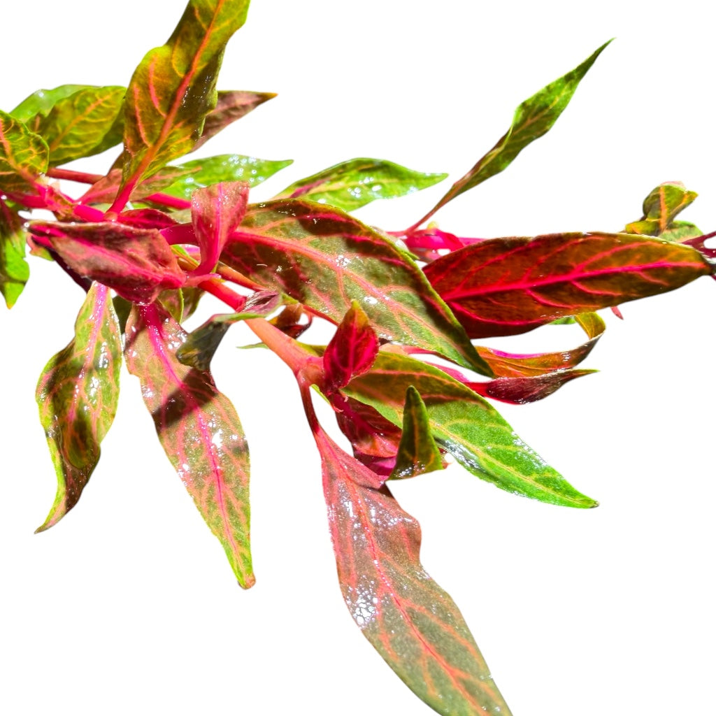 Alternanthera reineckii Roseafolia Variagated