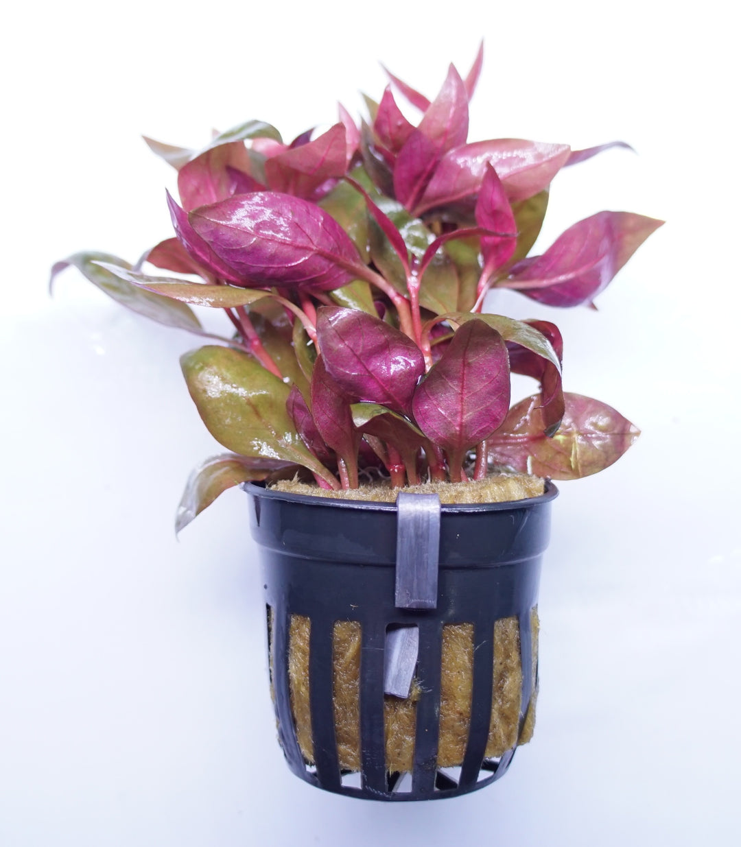 Alternanthera Lilacina