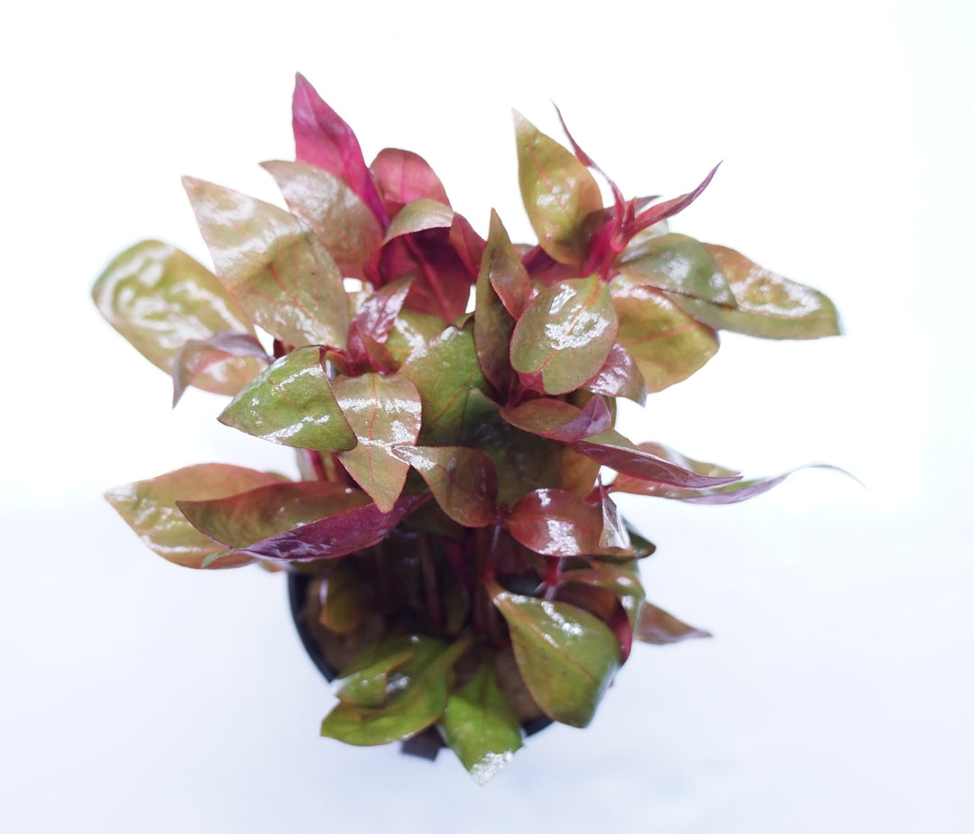 Alternanthera Lilacina