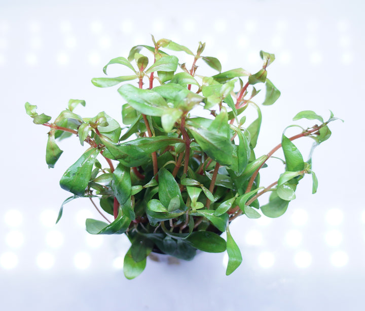Ammannia gracilis