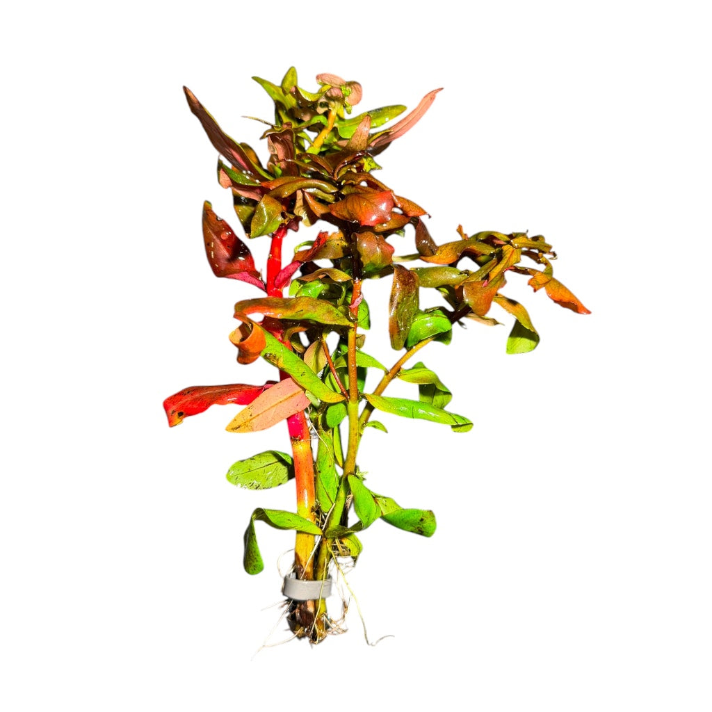 Ammannia senegalensis