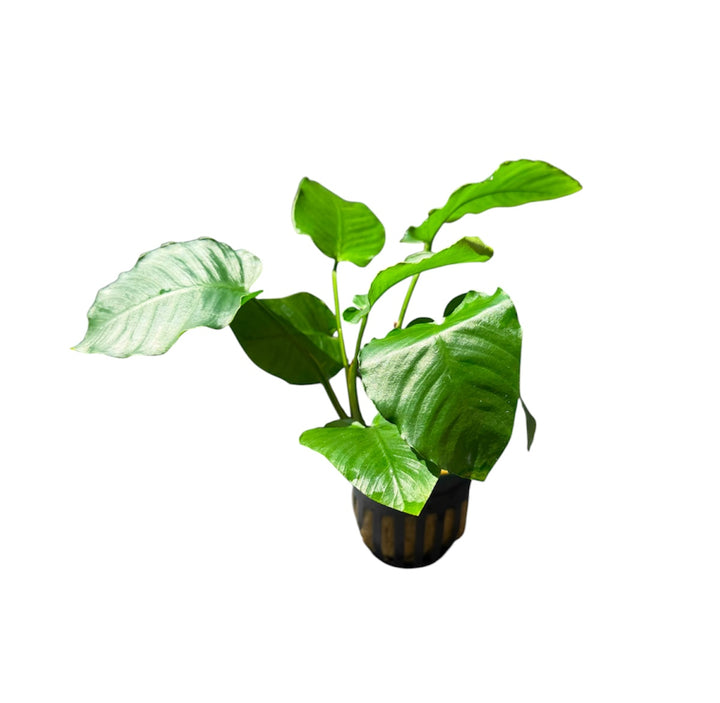 Anubias Barteri Emerald Bloom