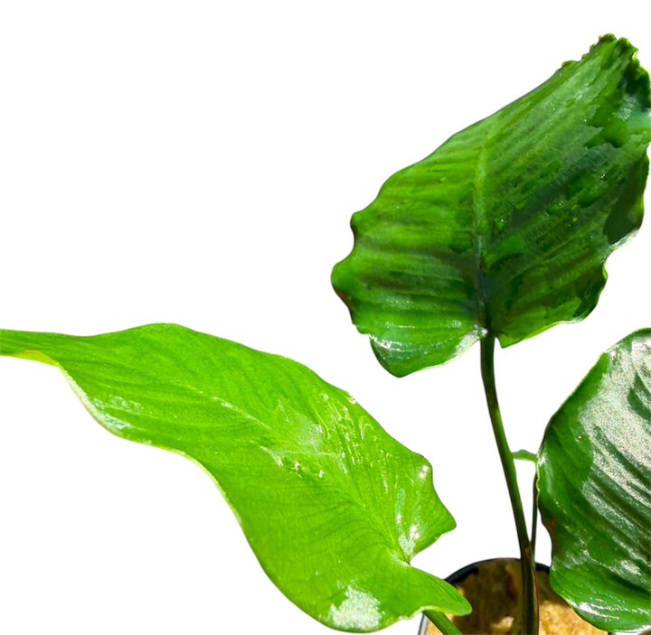 Anubias Barteri Emerald Bloom