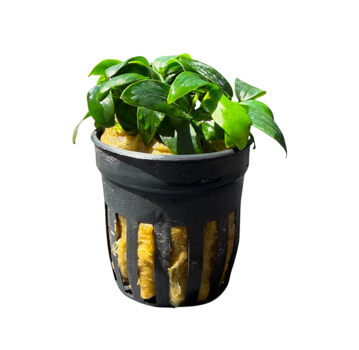 Anubias barteri nana bonsai