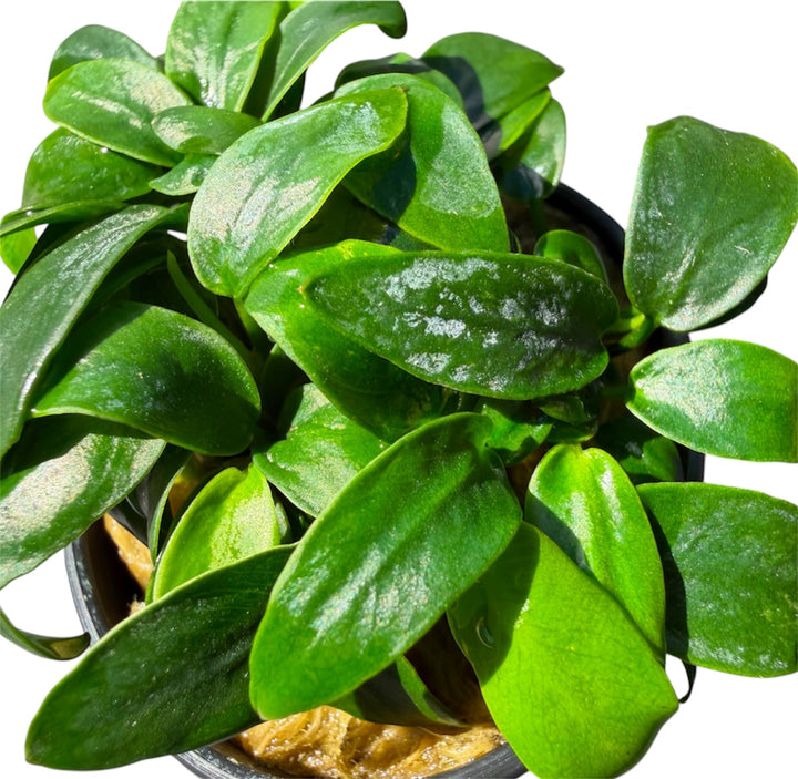 Anubias barteri nana bonsai
