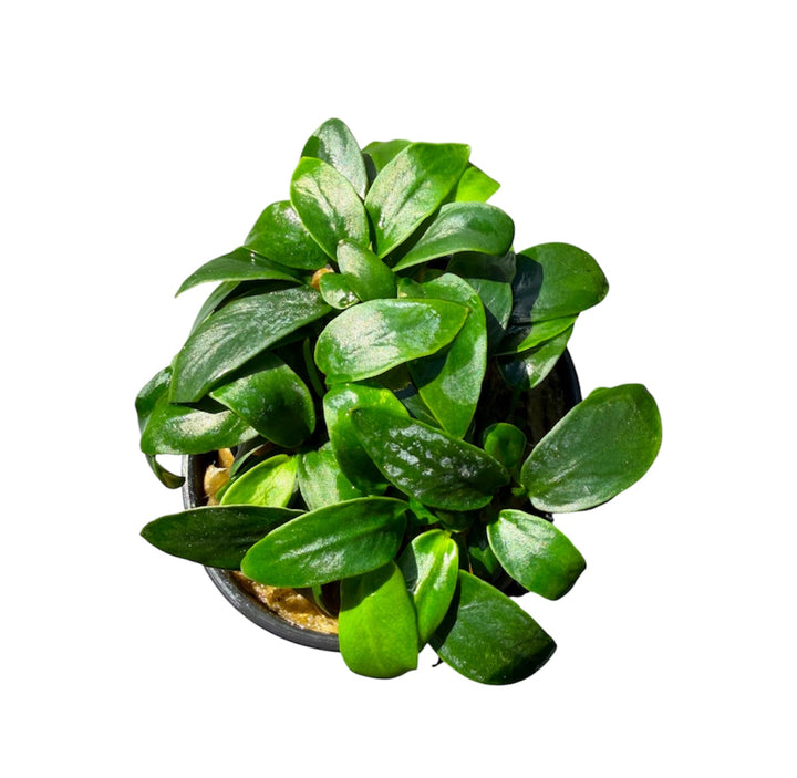Anubias barteri nana bonsai