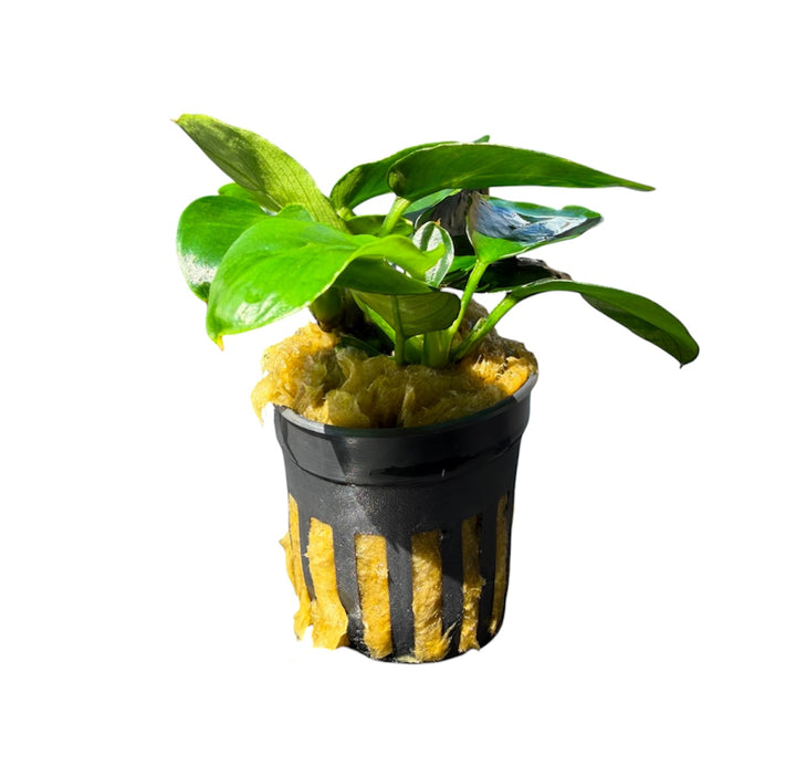 Anubias barteri nana dark moon