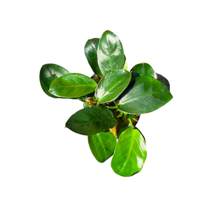 Anubias barteri nana dark moon