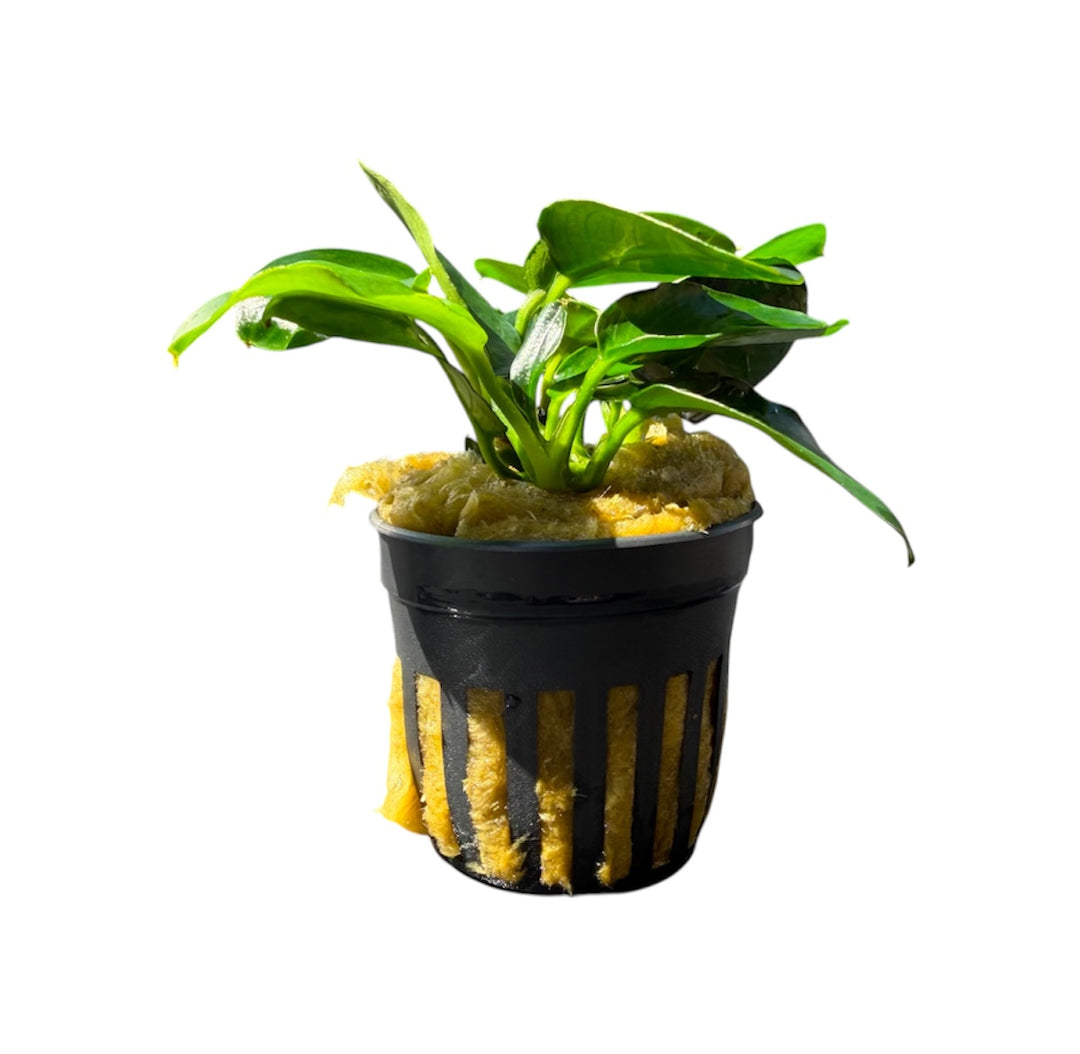 Anubias barteri nana dark moon