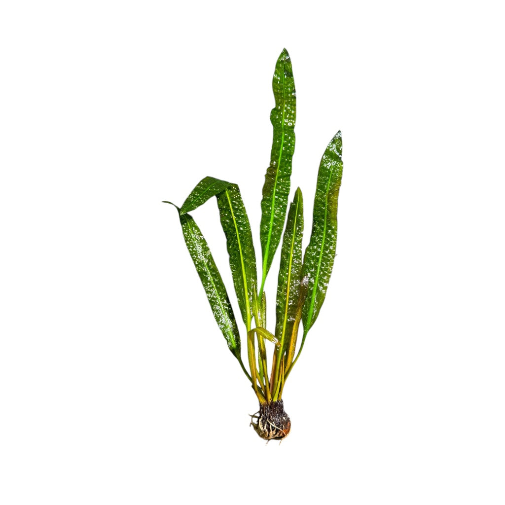 Aponogeton Boivinianus