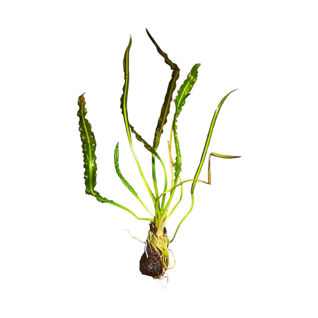 Aponogeton Longiplumulosus