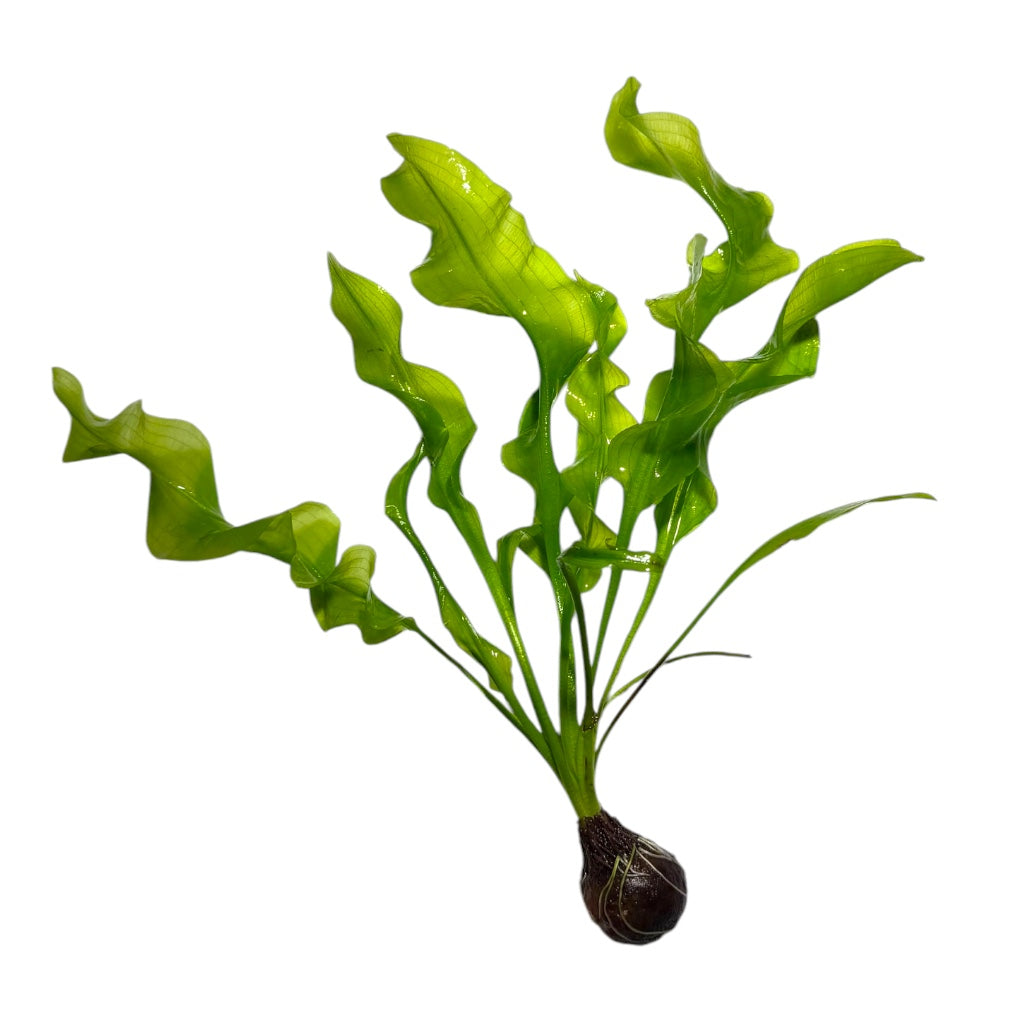 Aponogeton Ulvaceus