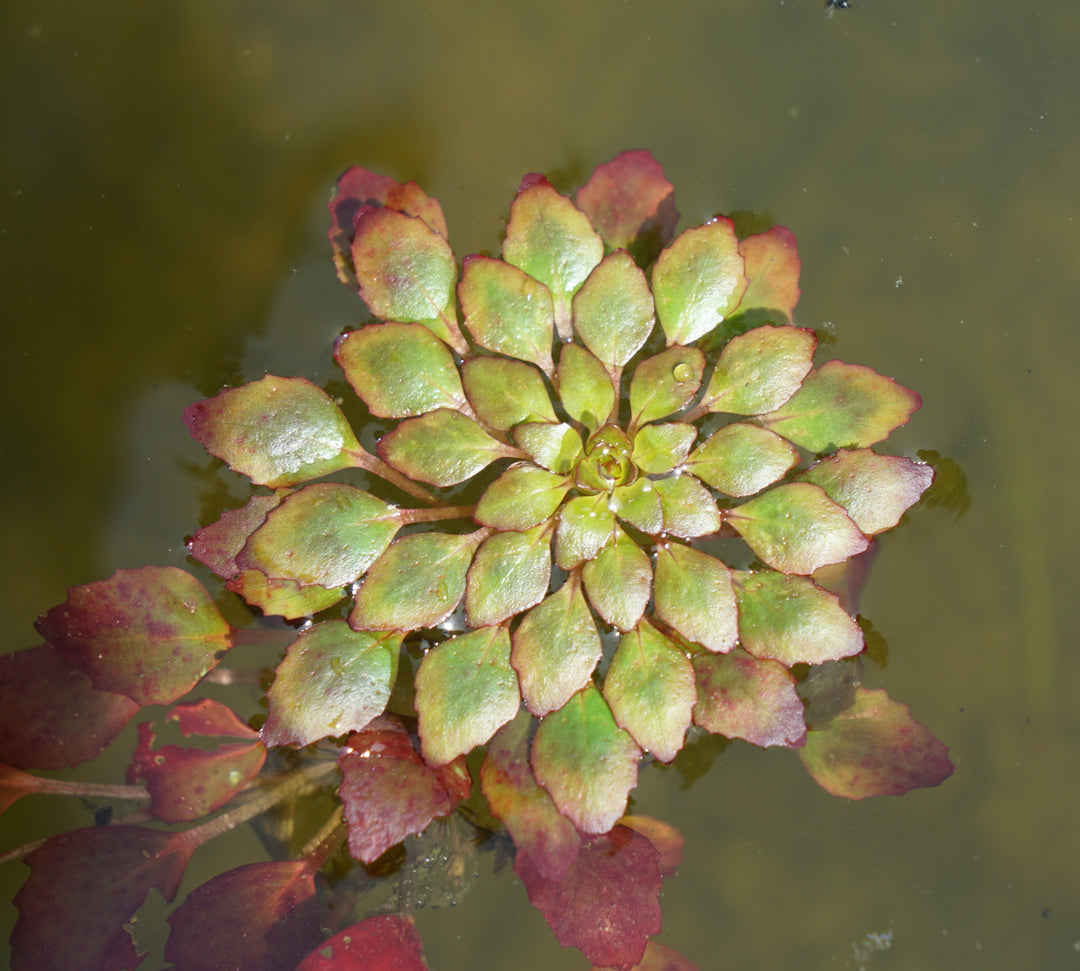 Mosaic Plant
