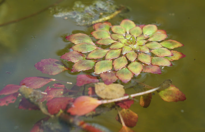 Mosaic Plant