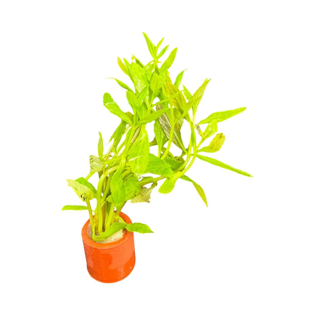 Limnophila Aromatica red (belem)
