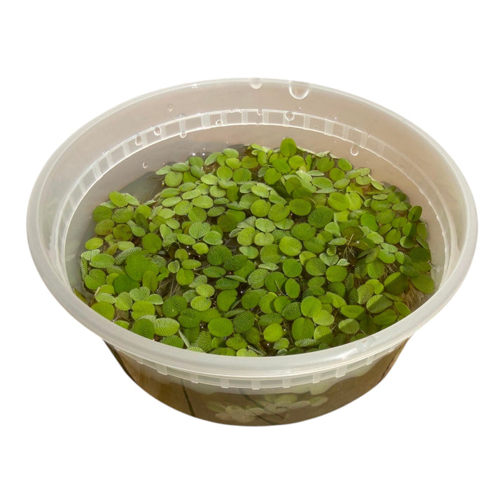 Salvinia minima