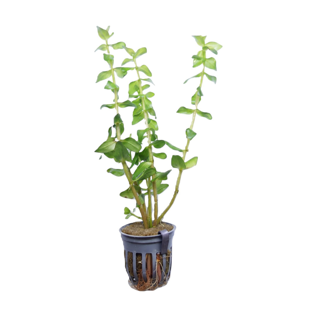 Bacopa caroliniana