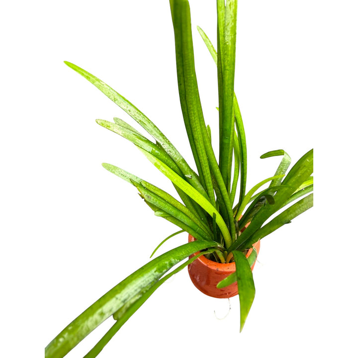 Sagittaria Pusilla