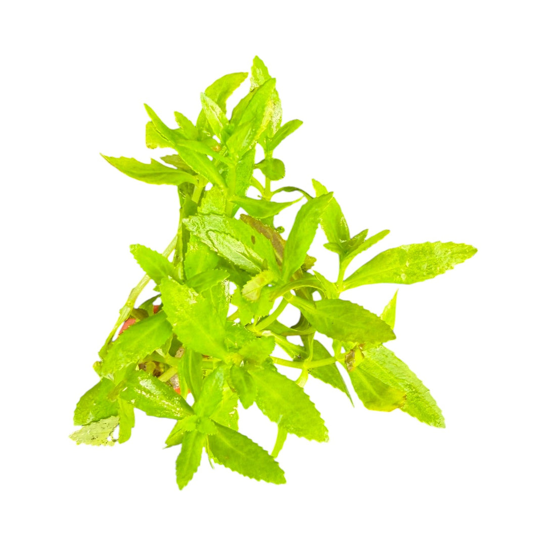 Limnophila Aromatica red (belem)