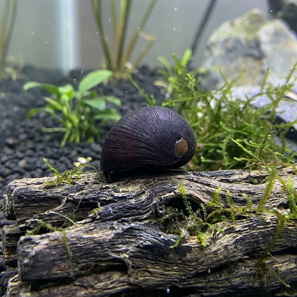 Military Helmet Nerite Snail