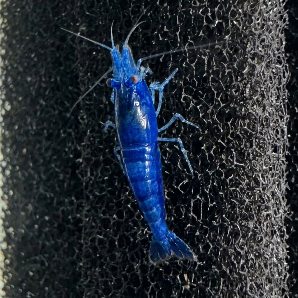 Blue Diamond Neocaridina Shrimp