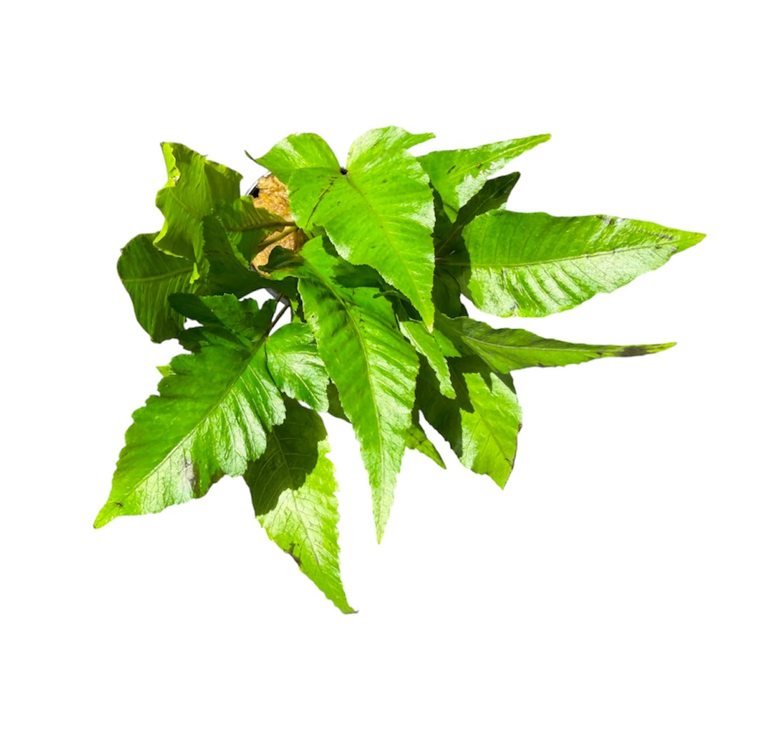 Bolbitis Broadleaf