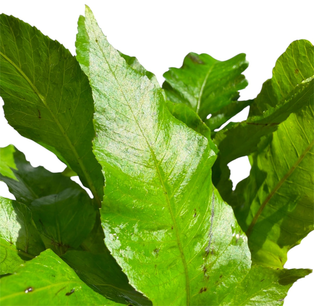 Bolbitis Broadleaf
