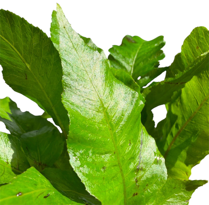 Bolbitis Broadleaf