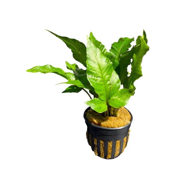 Bolbitis Broadleaf