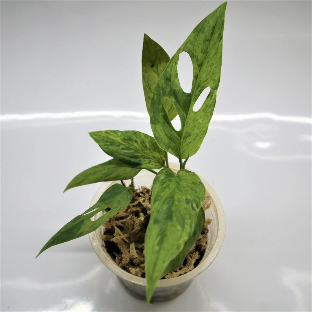 Amydrium Medium Variegated