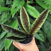 Borneo Labisia Sp. Butterfly house plant in a pot, showcasing lush green leaves and delicate butterfly-shaped foliage.