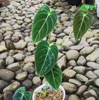 Borneo Philodendron Melanocrysum house plant in a pot with lush green leaves, showcasing its vibrant foliage.