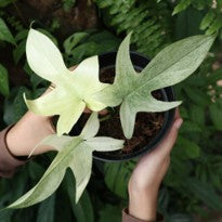 Borneo Philodendron Sp. Florida Ghost Mint house plant with lush green and pale leaves in a pot.