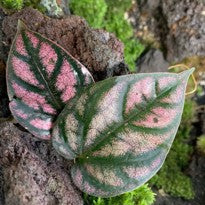 Borneo Piper Argyrites Pink house plant in a pot, showcasing vibrant pink foliage and lush green leaves.
