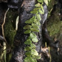 Borneo Pothos Pugnax house plant with lush green variegated leaves, shown in a pot on a wooden surface.