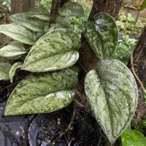 Scindapsus Hologram